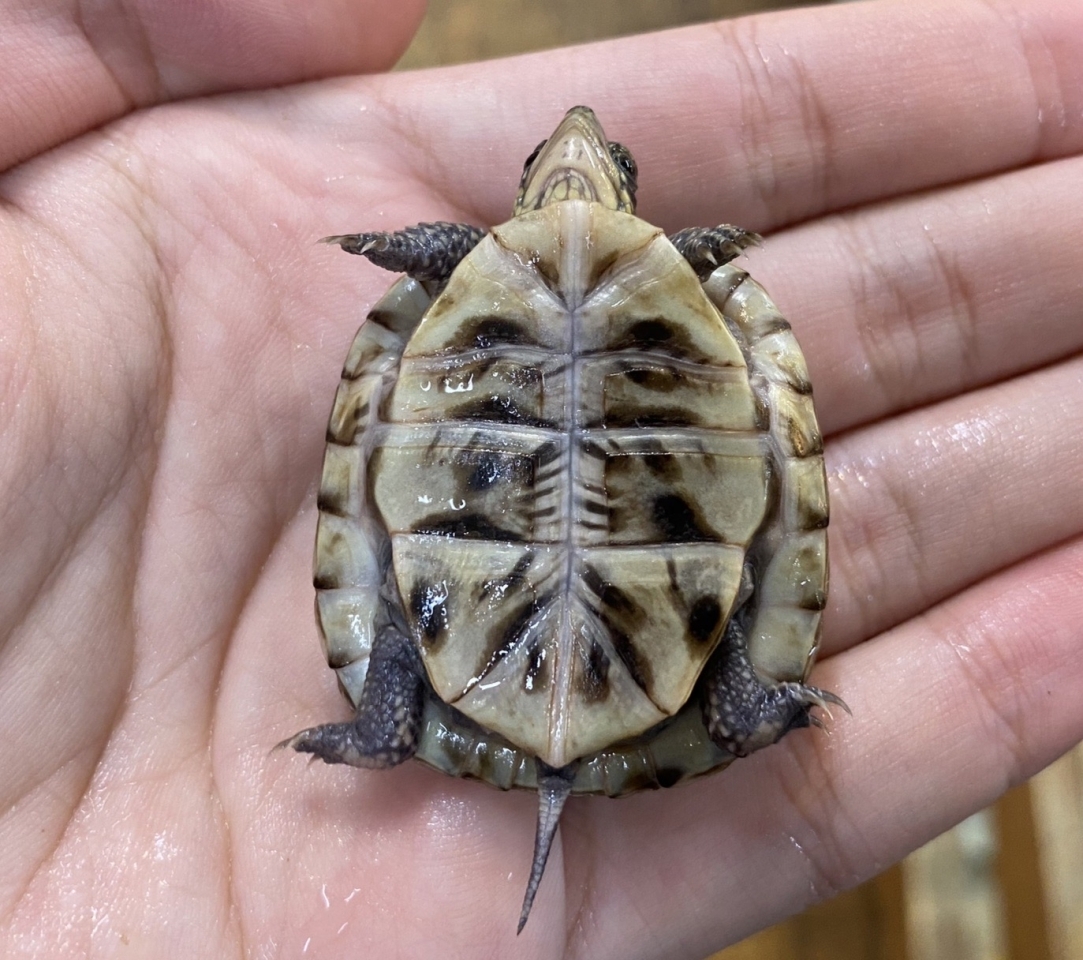 フロリダハコガメ(2)