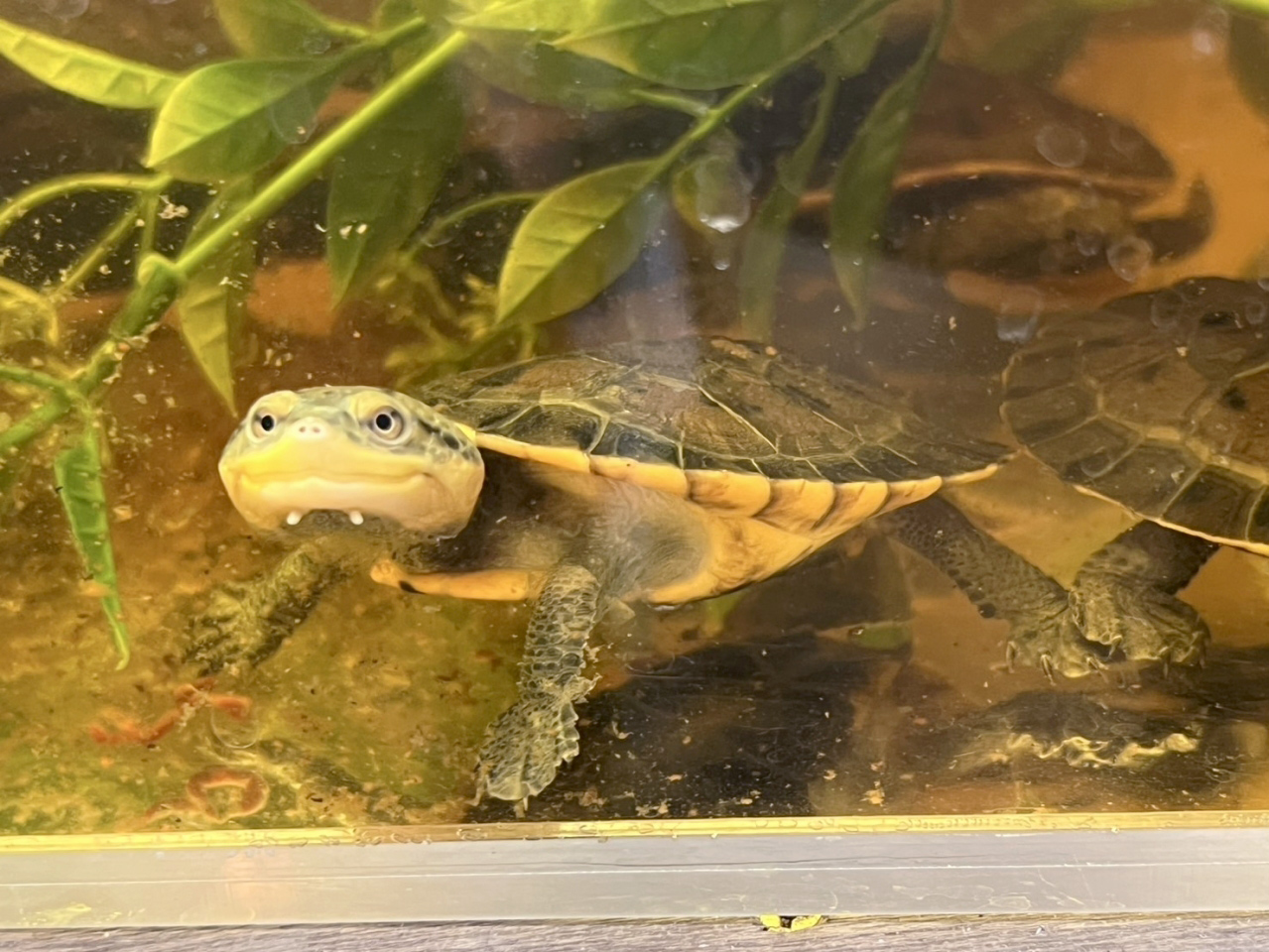 ウェルムスカエルガメ(5)