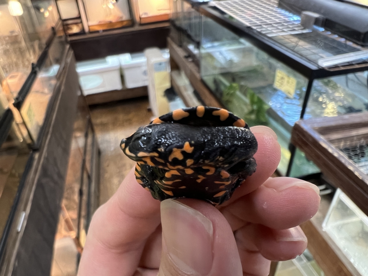 グナレンナガクビガメ(2)