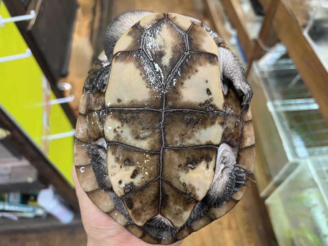 マッコードナガクビガメ（完品）(2)