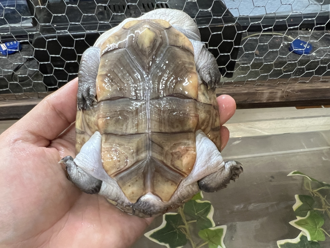 チモールナガクビガメ(3)