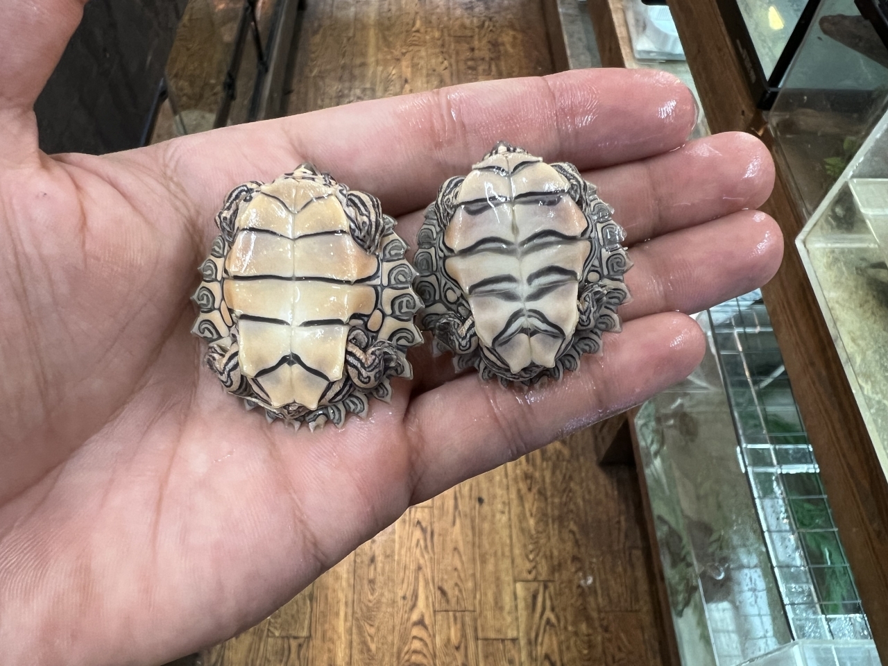 キタクロコブチズガメ(2)