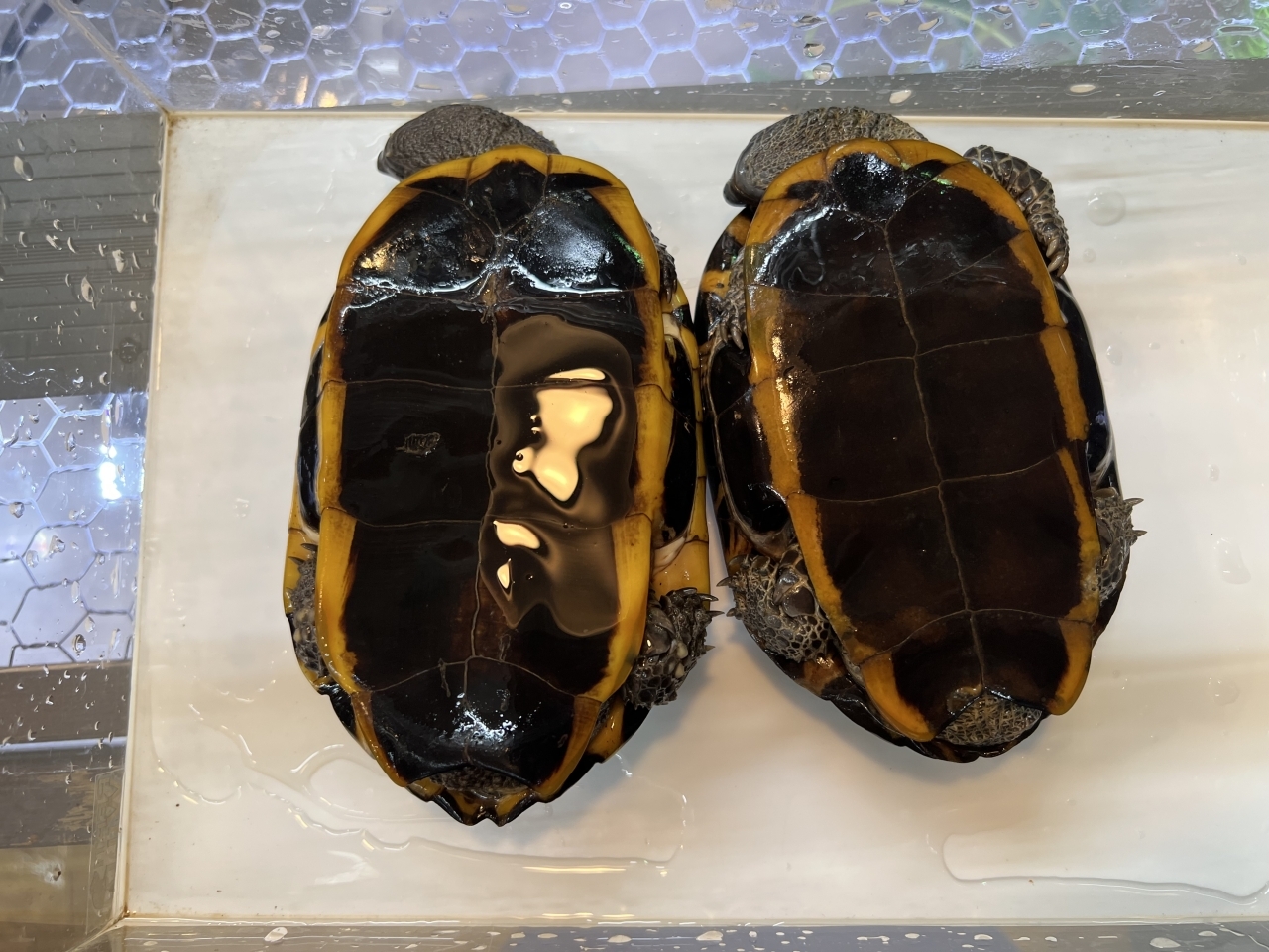 ヒラタヘビクビガメ(2)