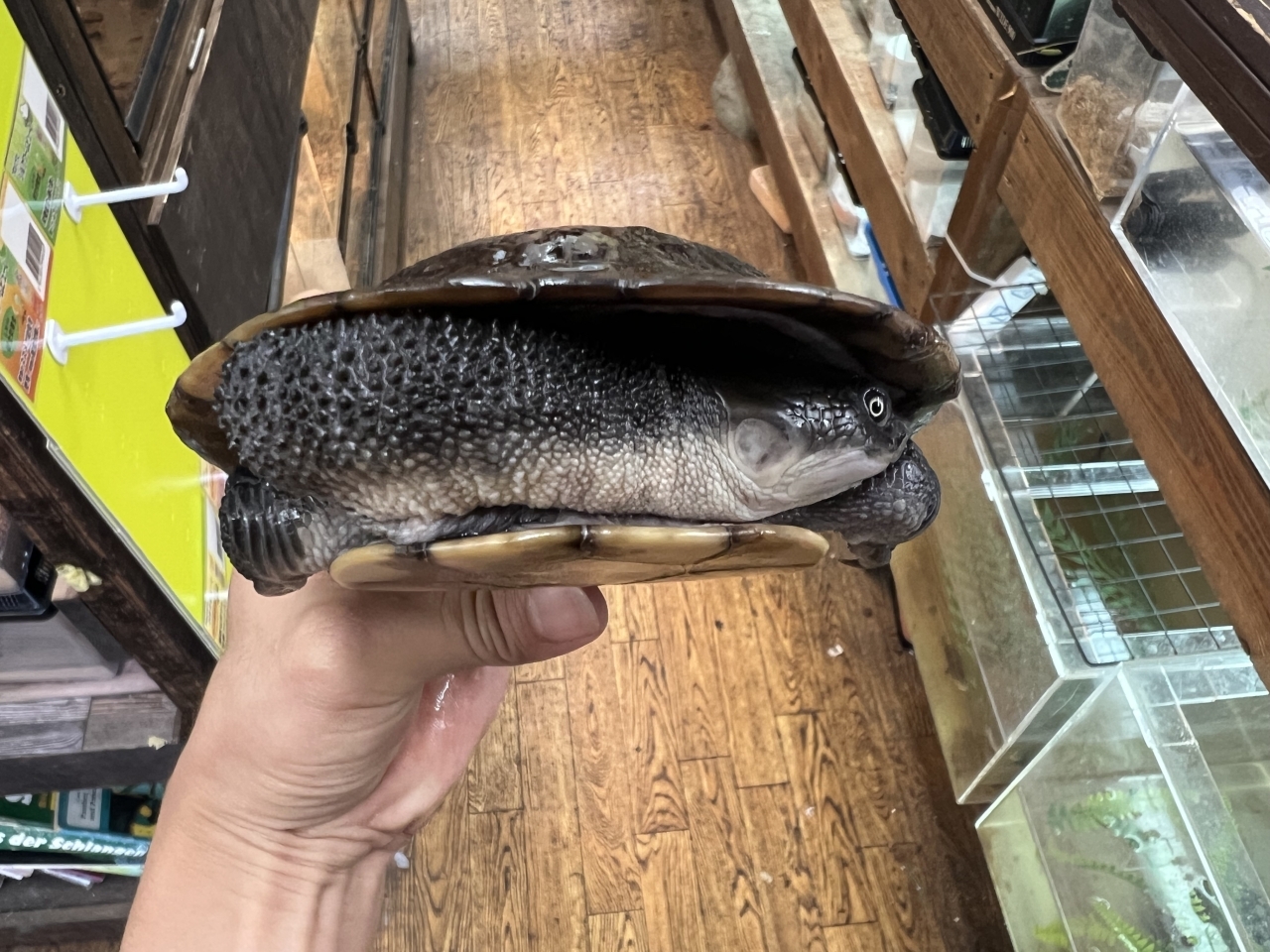 マッコードナガクビガメ（完品）(4)