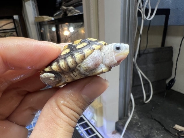 オルナータダイヤモンドバックテラピン（ピンクヘッド）