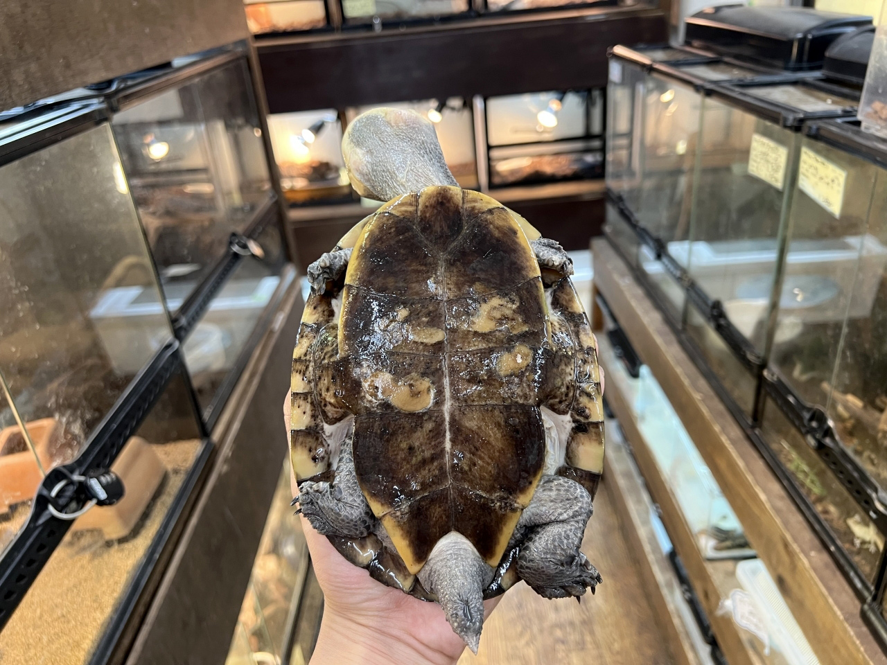 ウェルムスカエルガメ(2)