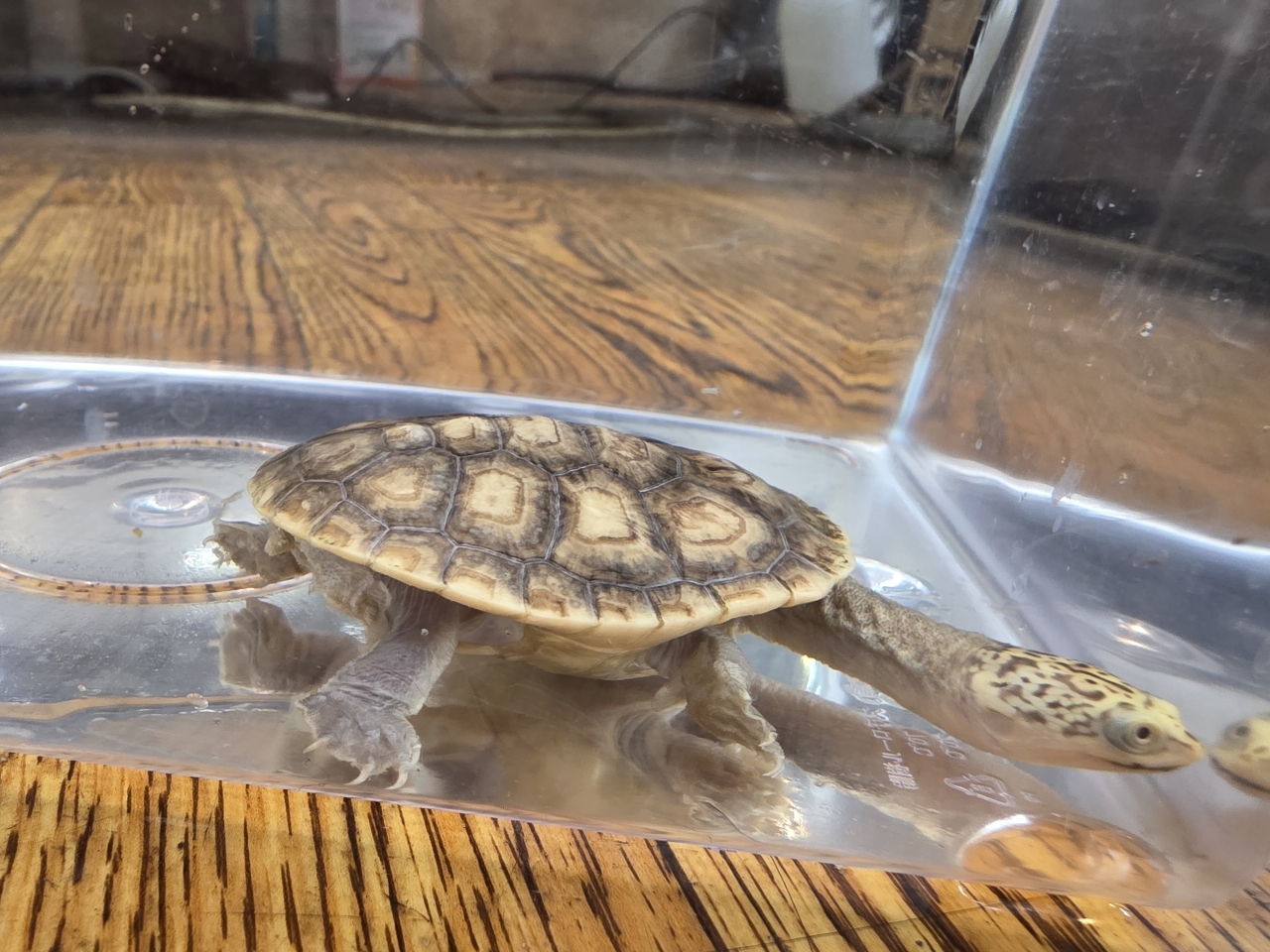 パーケリーナガクビガメ（ハイポ）(1)