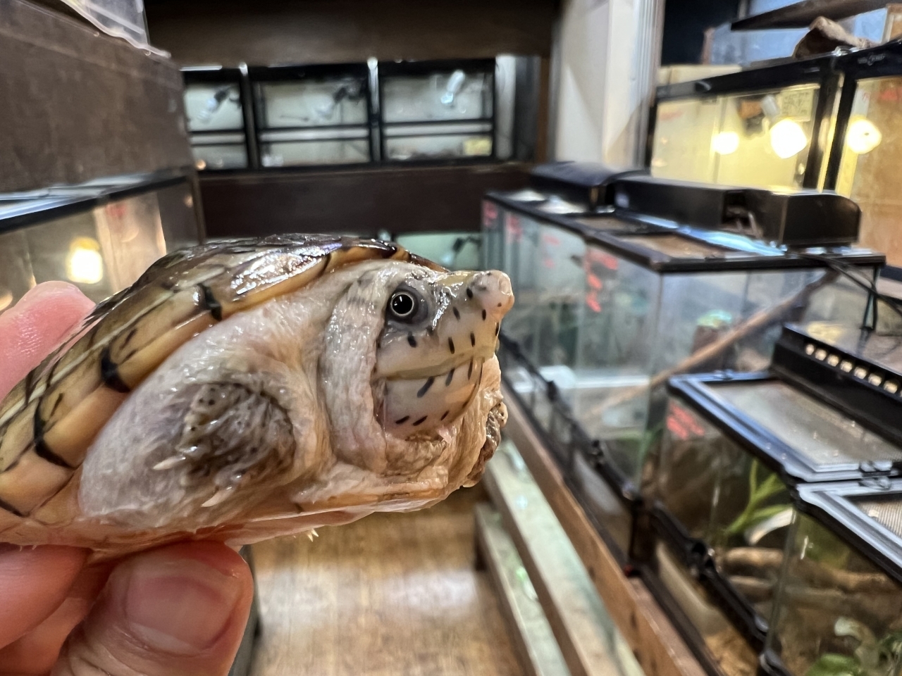 オオアタマヒメニオイガメ（No.1）(6)