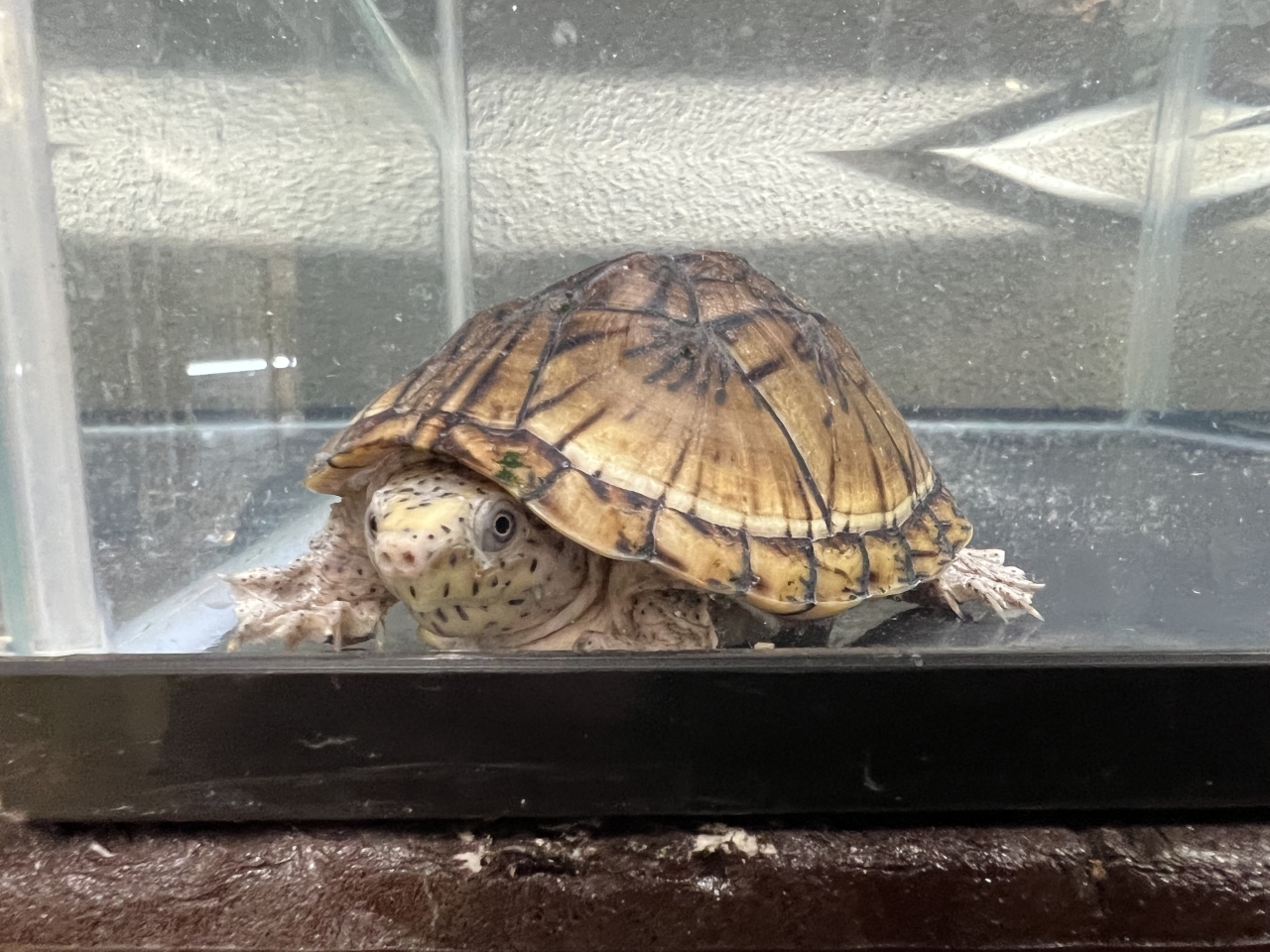 オオアタマヒメニオイガメ（No.1）(2)