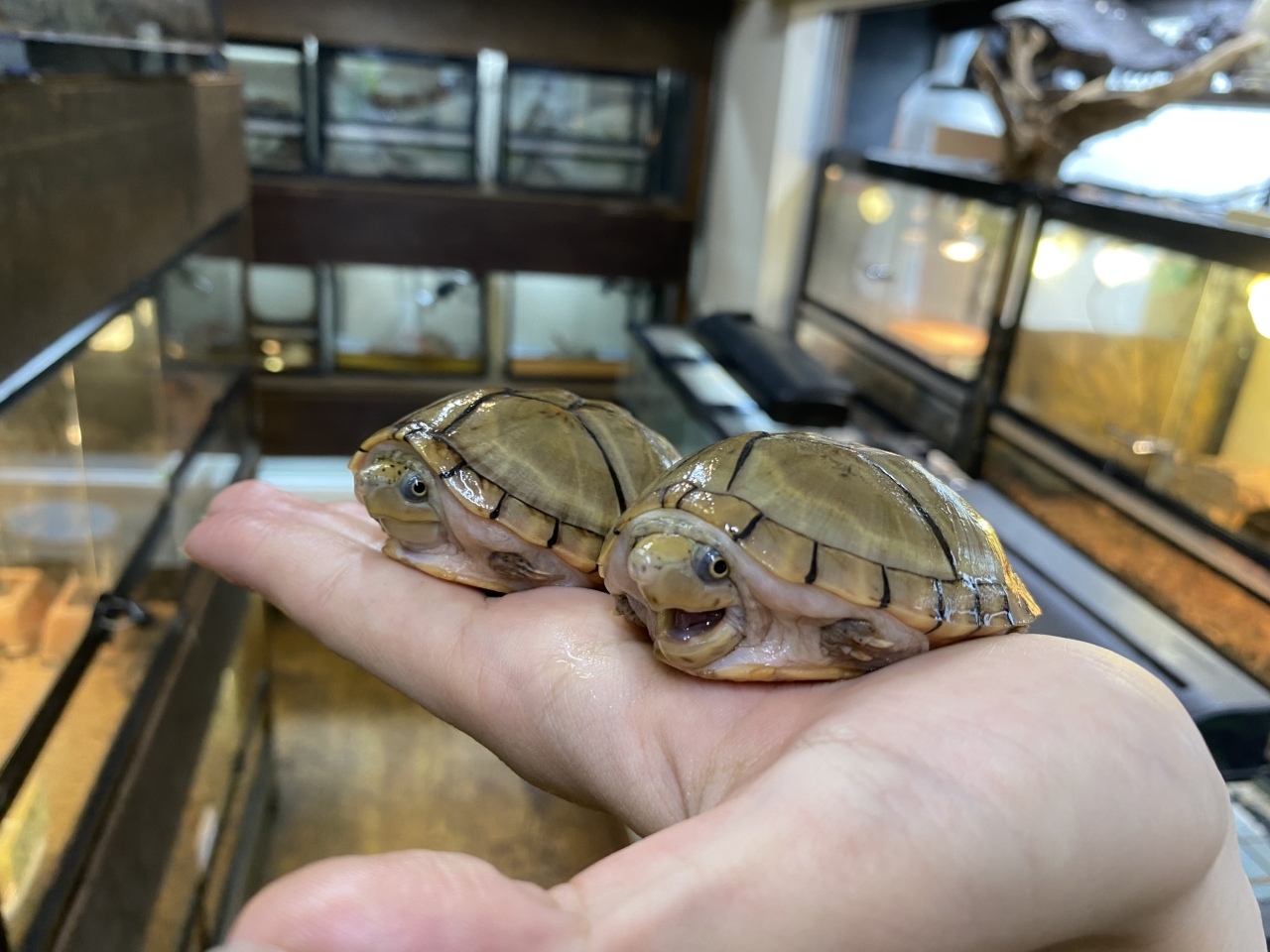 オオアタマヒメニオイガメ(2)