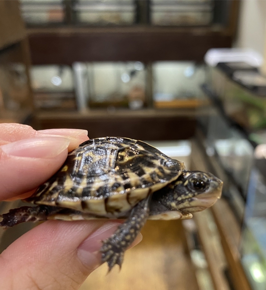 フロリダハコガメ(4)