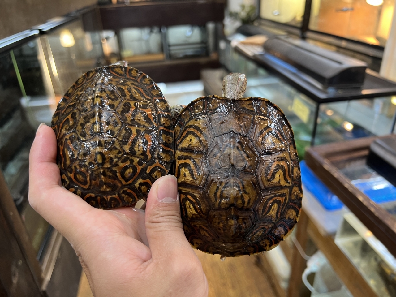 コスタリカアカスジヤマガメ(1)