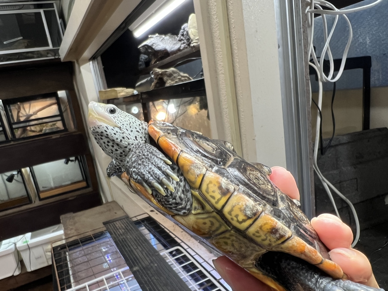テキサスダイヤモンドバックテラピン(3)