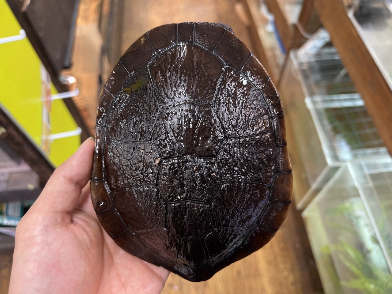 マッコードナガクビガメ（完品）(1)