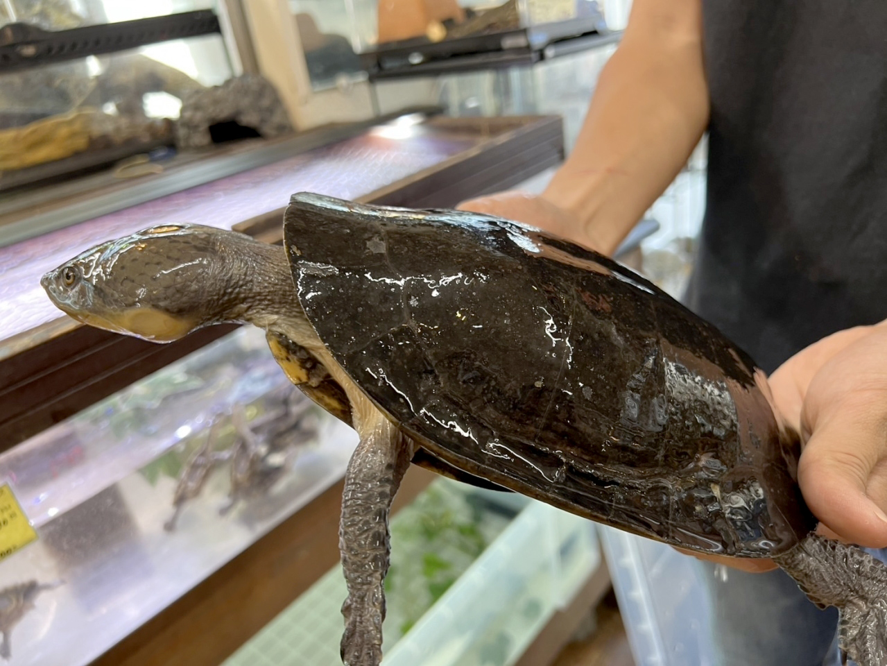 ウェルムスカエルガメ(5)