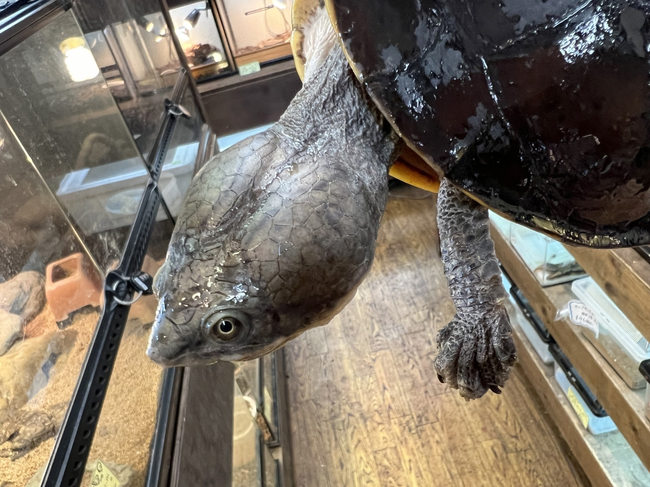 ウェルムスカエルガメ(4)