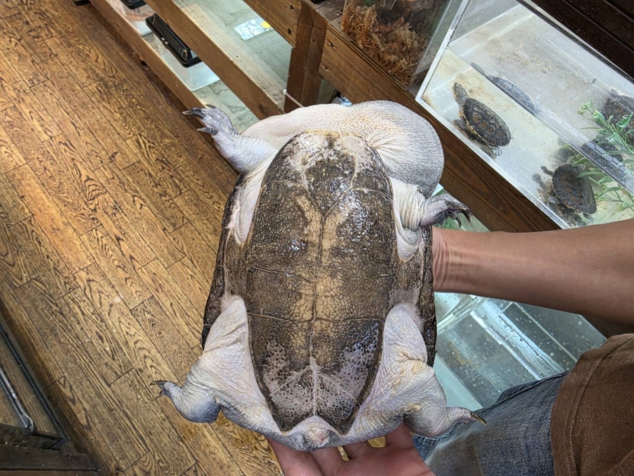 ジーベンロックナガクビガメ(5)