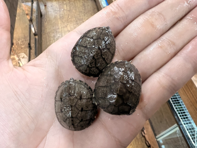 トウブドロガメ