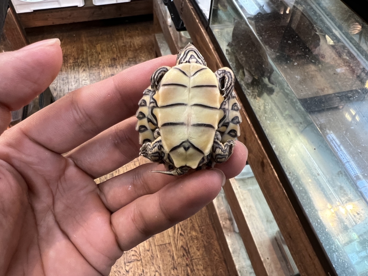 バーバーチズガメ（多甲板）(3)