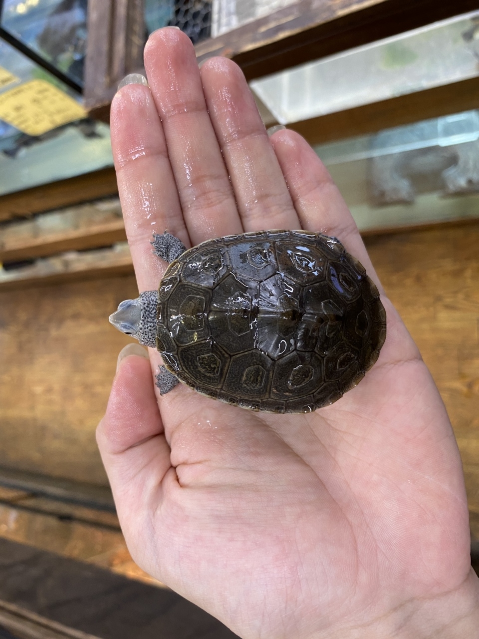 カロリナダイヤモンドバックテラピン(3)