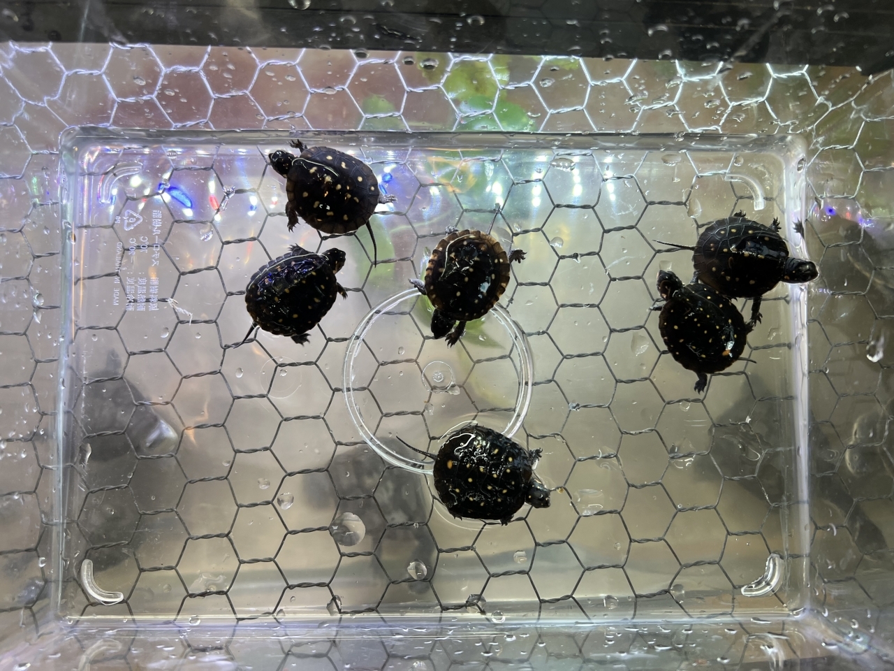 キボシイシガメ（多甲板）(3)