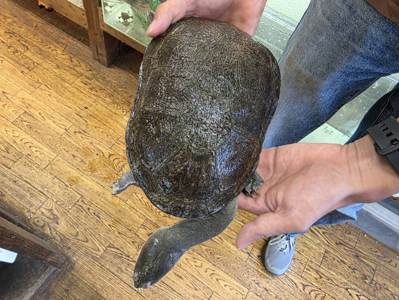 ジーベンロックナガクビガメ(4)