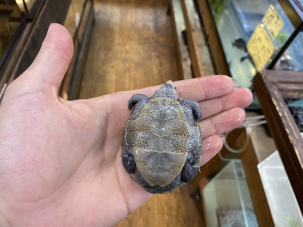 カロリナダイヤモンドバックテラピン(4)