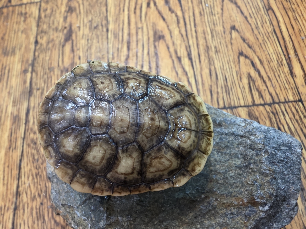 パーケリーナガクビガメ（ハイポ）(3)