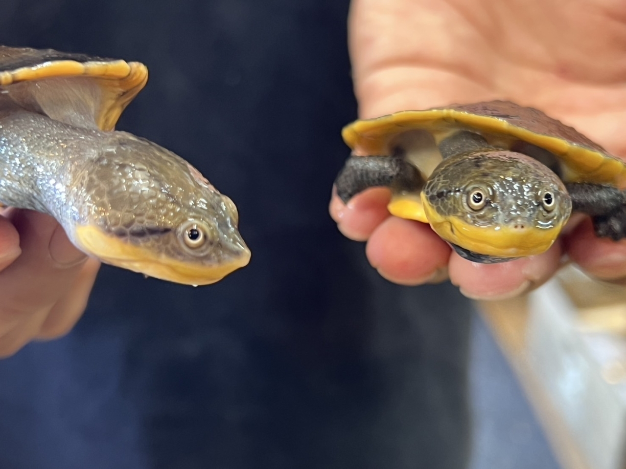 ウェルムスカエルガメ(2)