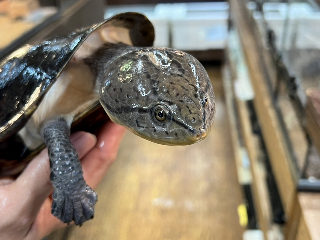 ウェルムスカエルガメ(3)