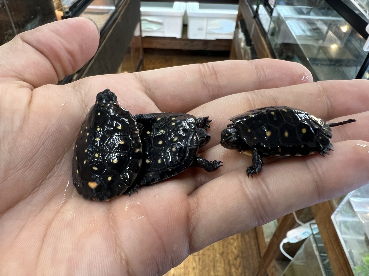 キボシイシガメ（多甲板）(1)