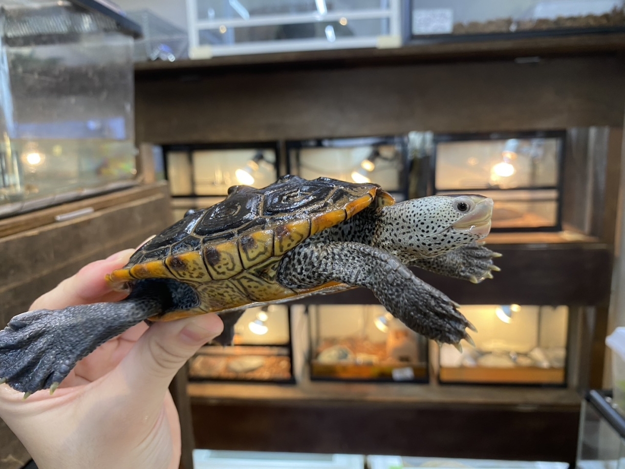 テキサスダイヤモンドバックテラピン(4)