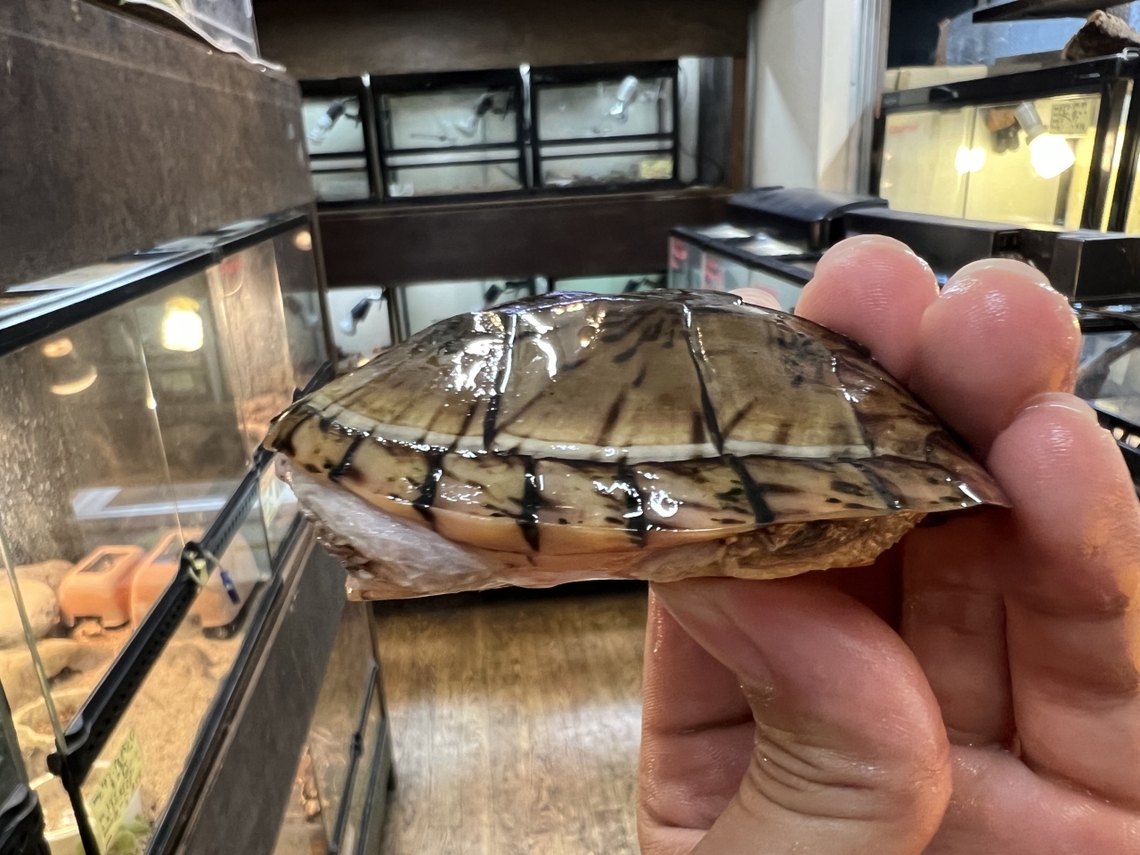 オオアタマヒメニオイガメ（No.1）(4)