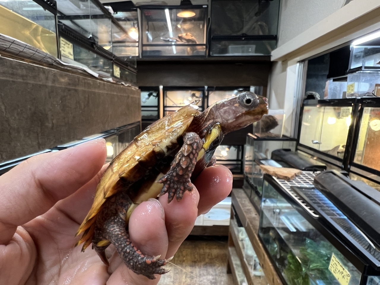 スペングラーヤマガメ（No.1）(2)