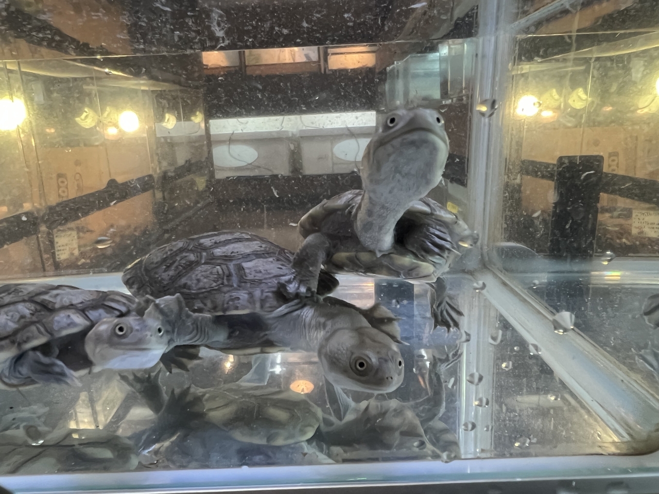 チモールナガクビガメ(2)