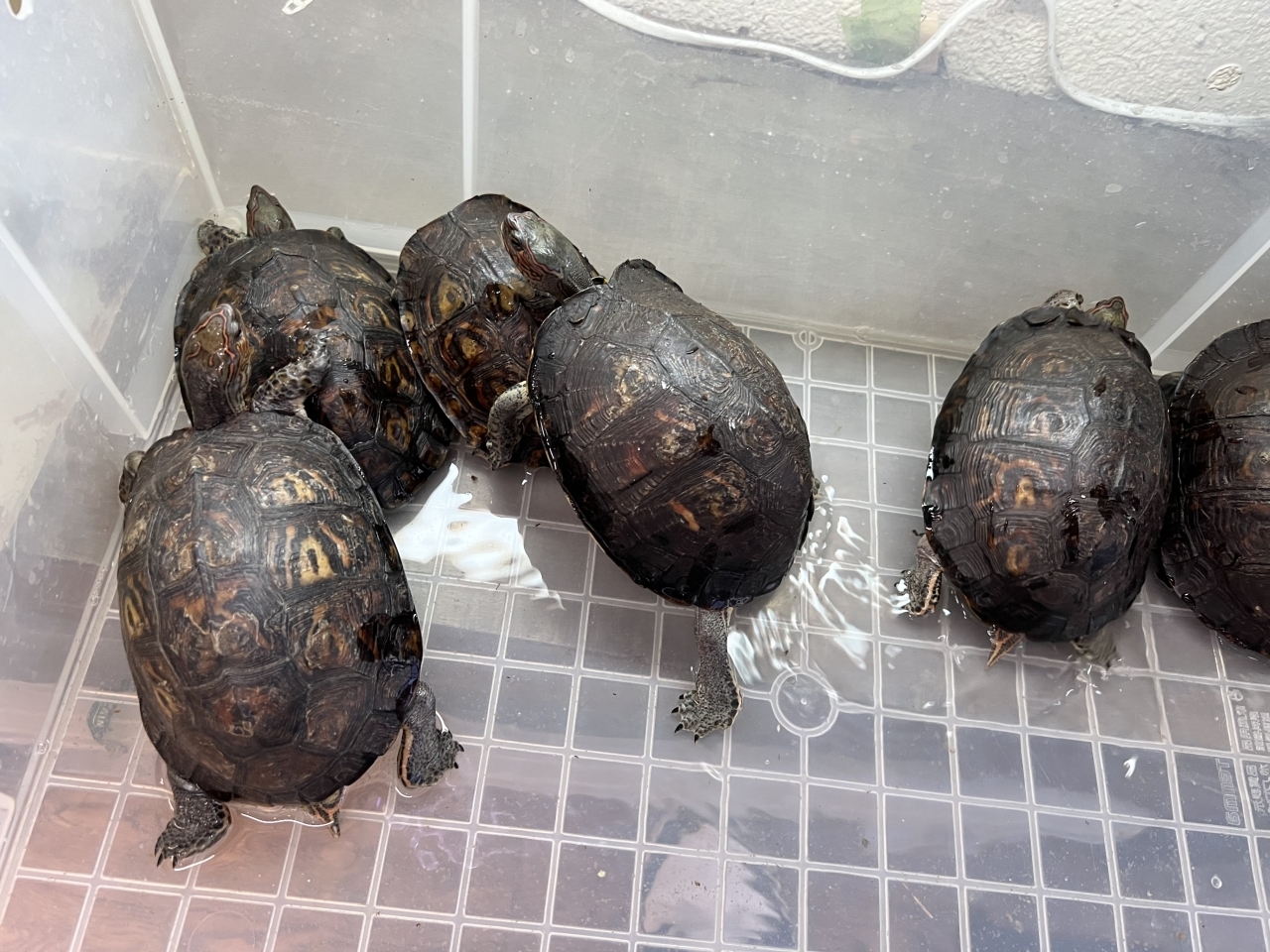 コスタリカアカスジヤマガメ(2)