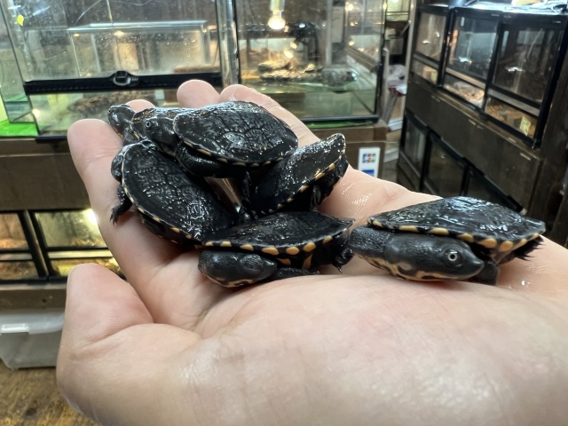 チモールナガクビガメ