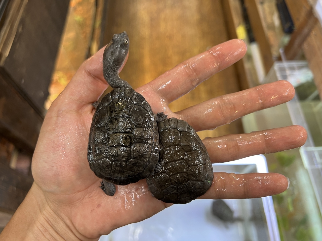チモールナガクビガメ(3)
