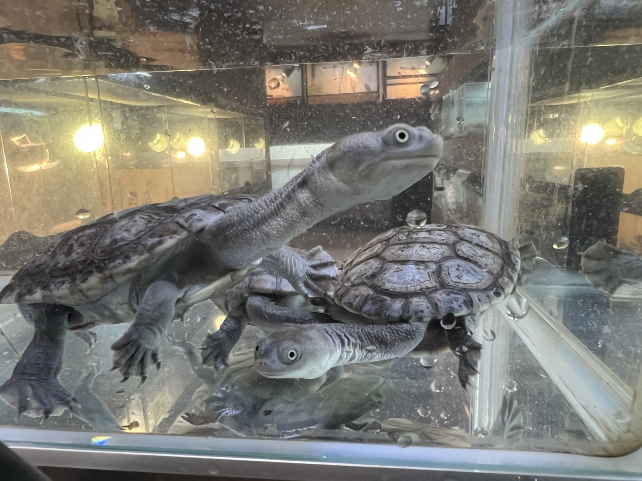 チモールナガクビガメ(1)