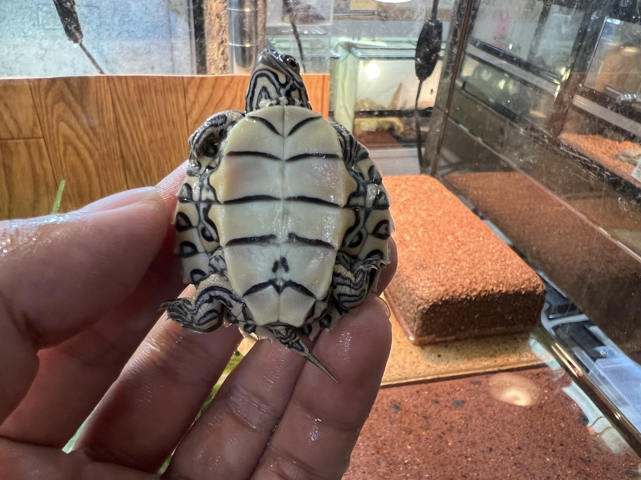 バーバーチズガメ(4)
