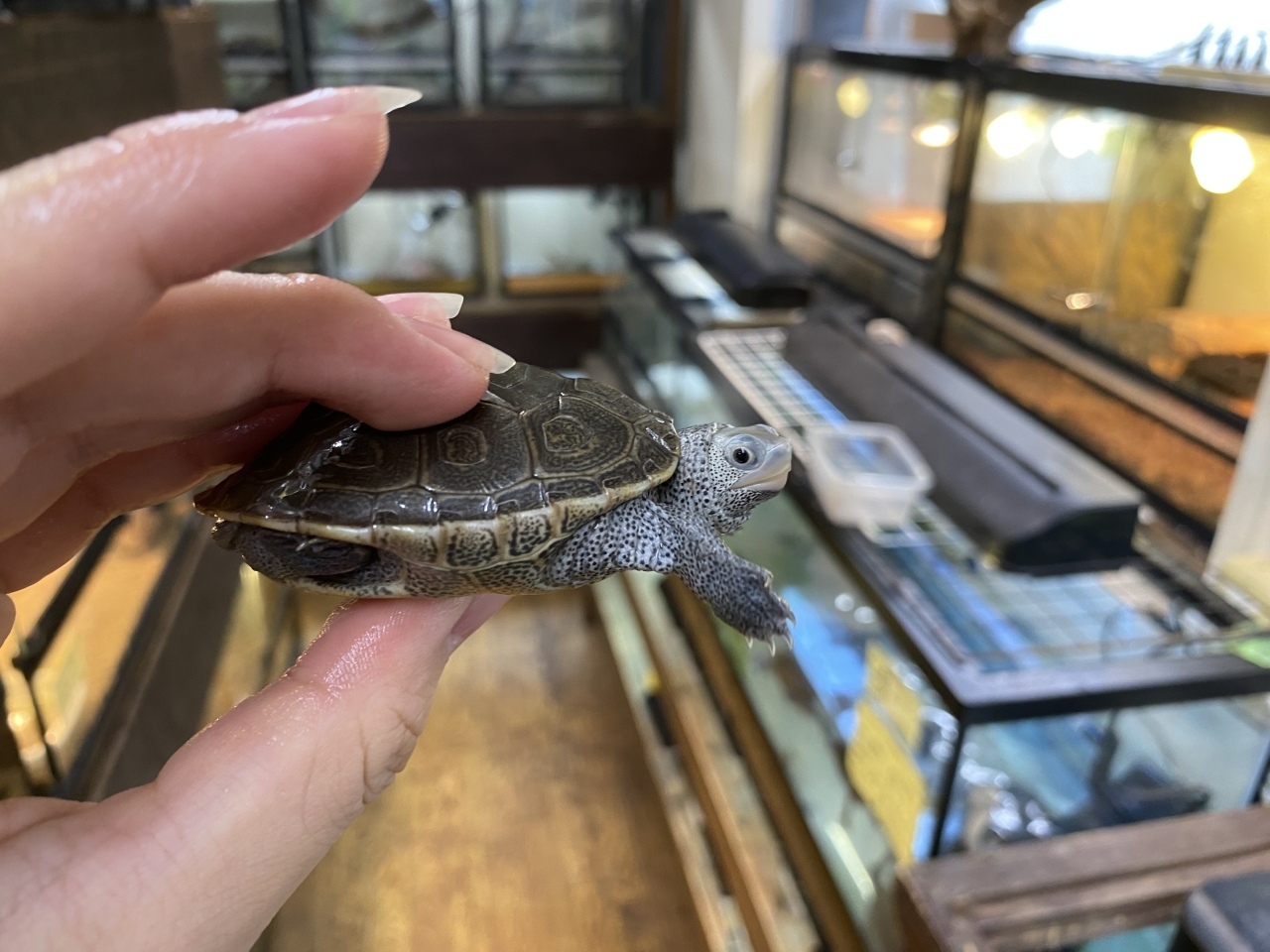 カロリナダイヤモンドバックテラピン(2)