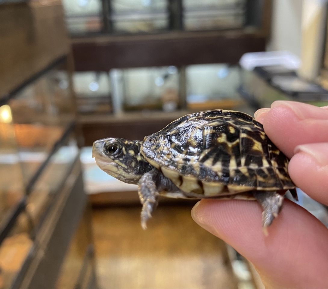 フロリダハコガメ(3)