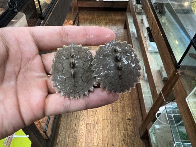 キタクロコブチズガメ（尾切れ）