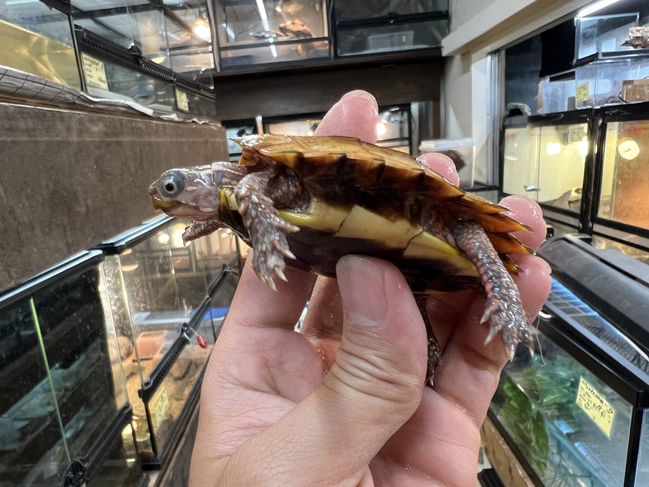 スペングラーヤマガメ（No.1）(3)